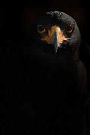 Black Eagle Beautiful Birds Pet Birds Animals Beautiful