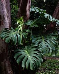 Swiss Cheese Plant A Beginner S Guide To Grow Monstera Deliciosa Trees Com Plants Unusual Plants Weird Plants