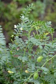 Image result for Cicer