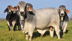 To be considered brangus, a cow must have 3/8 brahman and. American Brahman Breeders Association Cattle Animals Cute Animals