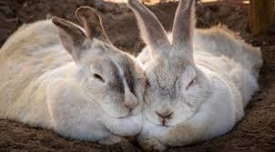 We recommend cats are neutered at 4 months old as this is the age when they can get pregnant. Why Do Rabbits Need To Be Neutered House Rabbit Hub