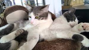 Kedi Tirnak Kesiminin Asamalari Ve Trixie Tirnak Makasi 2373 6285 Youtube