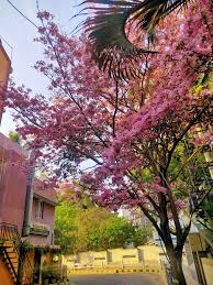Tree with pink flowers india. Incredible Photos Of Tabibuea Rosea Flowers Blooming In Bengaluru As City Turns Into Pink Heaven See Pics