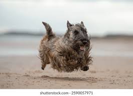 Image result for skotský teriér