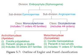 Maybe you would like to learn more about one of these? Types Of Classification Taxonomy