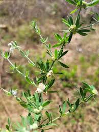 Image result for Pollichia campestris