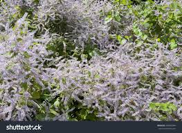 Image result for Tetradenia