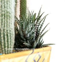 Dish soap is a generic term, but it usually refers to the liquid soap products used for washing my indoor plants suffer from it at the moment, and basically everywhere i look, people recommend using hello, sir i did add some fairy liquid dish soap to water and then sprayed it on my lawn, but. Haworthia Species Easy Succulent House Plants Pictures Care Tips