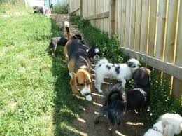 Follow their account to see all their photos and videos. Animal House Dog Cat Boarding Opening Hours 12208 Range Rd 72 Seven Persons Ab
