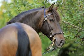Copyright © 2020 pferde.ru copyright © 2020 dmitry lazarev. Spaniens Stolz Das Spanische Pferd Yeguada Estrellita Hobby P R E Zucht Im Sudschwarzwald
