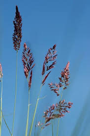 Image result for Melinis nerviglumis