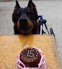 Uxane A Souffle Ses 15 Bougies Et Toujours Aussi Belle Qu Une Jeunette Gateau Anniversairechien Anniversairechien Anniversaire Chien Chien Chiens Heureux