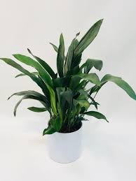 Image result for Aspidistra