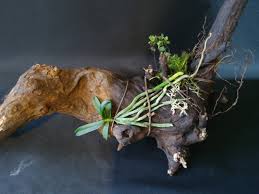 Image result for Mystacidium venosum