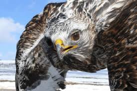 Both sexes exhibit both light and dark morphs; One Of The 13 Rough Legged Buzzards Buteo Lagopus Trapped Near Download Scientific Diagram