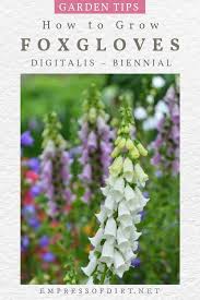 Vector branch of outline paulownia tomentosa or princesstree or kiri flower bunch, bud and leaves in black. How To Grow Foxgloves Digitalis Empress Of Dirt
