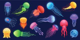 Image result for Jellyfish