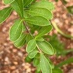 Image result for Putterlickia