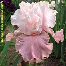 Tall Bearded Iris I M Dreaming Fragrant Iris Flowers Iris Garden Iris Farms