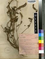 Image result for Justicia flava