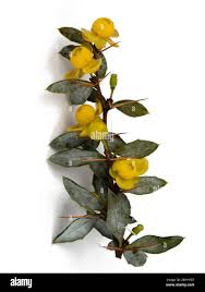 Image result for Berberis verruculosa