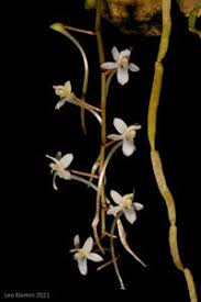Image result for Aerangis splendida