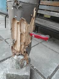 Over 848 termite damage pictures to choose from, with no signup needed. Severe Termite Damage In Bamboo 3 Download Scientific Diagram
