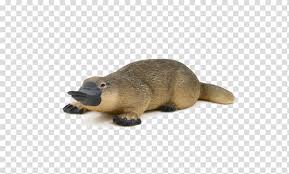 Platypus Indian Runner Duck Beaver Mammal Animal Transparent Background Png Clipart Hiclipart Download these amazing cliparts absolutely free and use these for creating your presentation, blog or website. platypus indian runner duck beaver