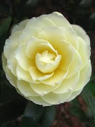 Pin On Bold And Beautiful Camellias