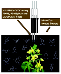 They are described as volatile because they evaporate easily, releasing. In Vivo Extraction Of Volatile Organic Compounds Vocs From Micro Tom Tomato Flowers With Multiple Solid Phase Microextraction Spme Fibers