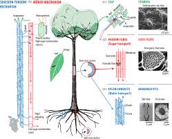 Pdf Sap Flow And Sugar Transport In Plants Semantic Scholar