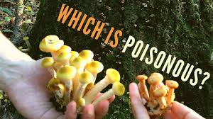 Maybe you would like to learn more about one of these? Poisonous Mushroom Identification For Beginners Jack O Lantern Vs 6 Lookalikes Youtube
