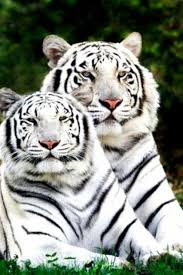 Tigre Loup Guepard 3 Fonds Ecran Gratuits Pour Iphone Ou Smartphone Les Chats Sauvages Animaux Beaux Tigre Du Bengale