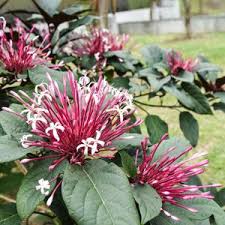 Image result for Clerodendrum fuscum