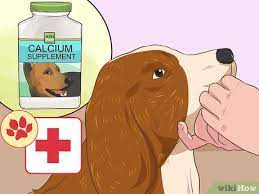 3 Ways To Prevent Eclampsia In Dogs - Wikihow Pet