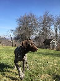 You'll also need major patience during their. German Shorthaired Pointer Puppy Pepper On Point In Beautiful Blacksburg Virginia Gsp German Shorthaired Pointer Dog German Shorthaired Pointer German Dogs
