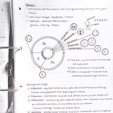 20 07 17 The Cell Cycle Study Studyblr Studygram Studykween Studying Studying Stugytime Studymotivation S Cell Cycle Biology Notes Study Motivation