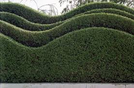 Wellen Formig Gartenhecke Immergrun Schnittprofil Garten Hecken Garten Gartendesign Ideen