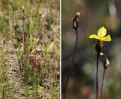 Image result for Xyris