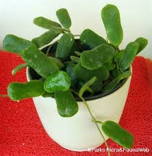 Hoyas for sale at brads greenhouse, we don't just import and sell hoya's, we grow hoya's! Hoya Rotundiflora Rodda Simonsson