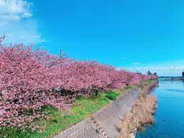 いいね 174件 コメント9件 nana air nanair 777 のinstagramアカウント 飛行機じゃなくすいません 今日は大好きな河津桜を見に 桜 japanese prefectures country roads sidewalk