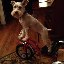 I Rode My Bicycle By Your Window Last Night
