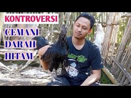 Q A Kontroversi Ayam Cemani Darah Hitam Anda Percaya Youtube Darah Orang