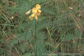 Image result for Sesbania macrantha