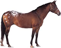 horse