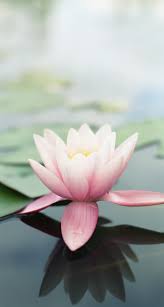 Download Ios 7 Wallpapers For Iphone And Ipod Touch Flower Iphone Wallpaper Lotus Flower Wallpaper Flower Wallpaper