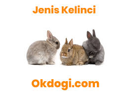 Apakah kelinci baik untuk jadi peliharaan di rumah? Download Gambar Kelinci