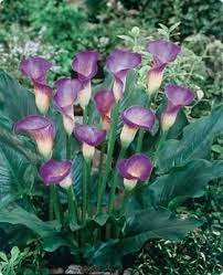 Calla Lily Seeds 100 Pcs Rare Flower Seeds For Home Garden Planting Not Calla Lily Bulbs Bonsai Calla Lily Bulbs Calla Lily Flowers Flowers Perennials