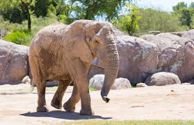 How much does an elephant weigh. How Much Do Our Elephants Weigh Reid Park Zoo