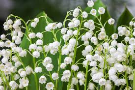 We did not find results for: Lily Of The Valley Plant Types Learn About Different Kinds Of Lily Of The Valley Plants